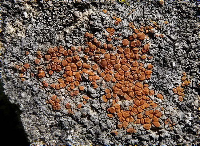 Lichene crostoso con apoteci arancione